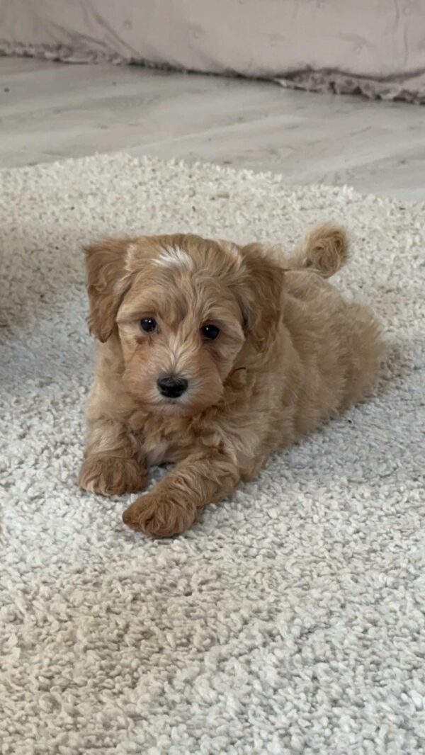 Leva Maltipoo Leva Maltipoo