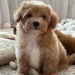 Levan-male-maltipoo-puppy-for-sale-1 (1)