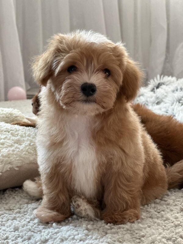 Levan Maltipoo Levan Maltipoo