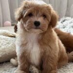 Levan-male-maltipoo-puppy-for-sale-1 (2)