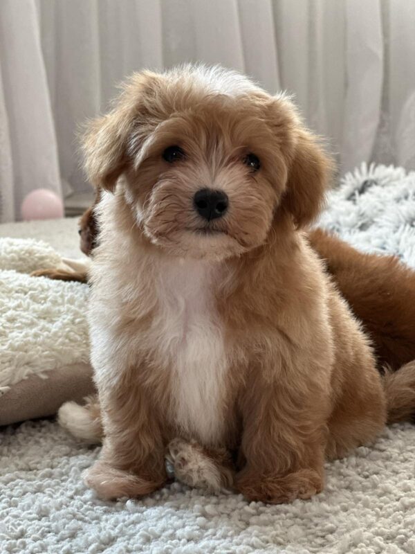 Levan Maltipoo Levan Maltipoo