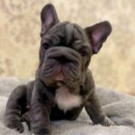 Lexo-male-French-bulldog-puppy-for-sale-1