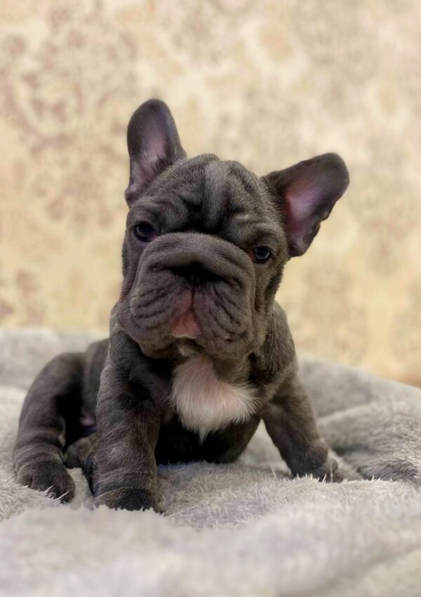 Lexo Big Rope French Bulldog Lexo Big Rope French Bulldog