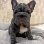 Lexo-male-French-bulldog-puppy-for-sale-3