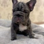 Lexo-male-French-bulldog-puppy-for-sale-4