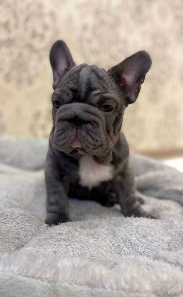 Lexo Big Rope French Bulldog Lexo Big Rope French Bulldog