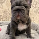 Lexo-male-French-bulldog-puppy-for-sale-5