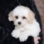 Lolla-female-Maltipoo-puppy-for-sale-1