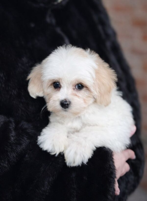 Lolla Maltipoo Lolla Maltipoo