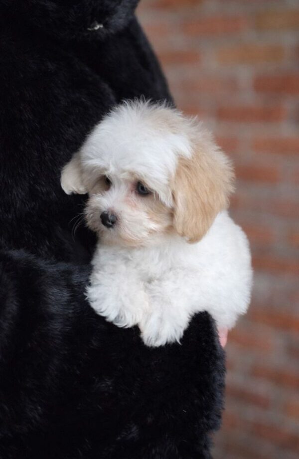 Lolla Maltipoo Lolla Maltipoo