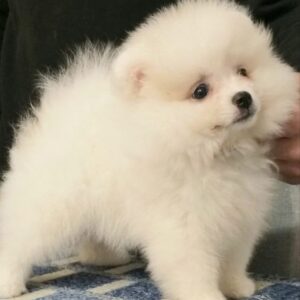Lolo Pomeranian Lolo Pomeranian