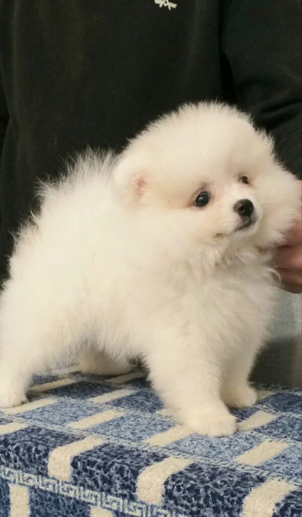 Lolo Pomeranian Lolo Pomeranian