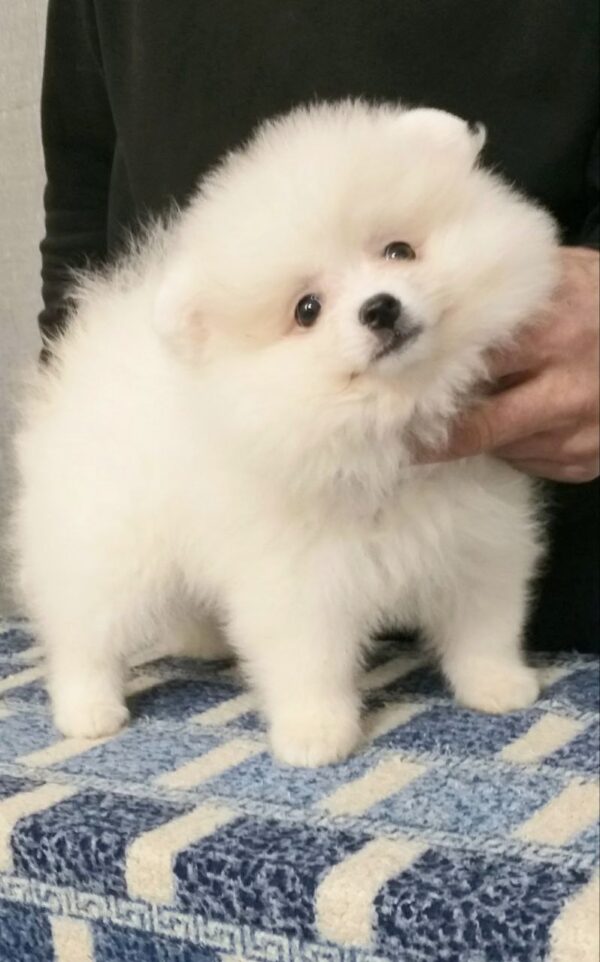 Lolo Pomeranian Lolo Pomeranian