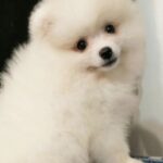 Lolo-female-Pomeranian puppy-for-sale-3