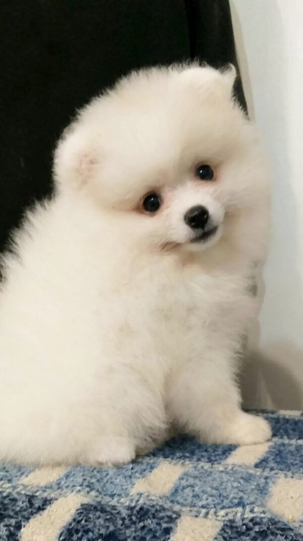 Lolo Pomeranian Lolo Pomeranian