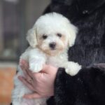 Loox-male-Maltipoo-puppy-for-sale-1