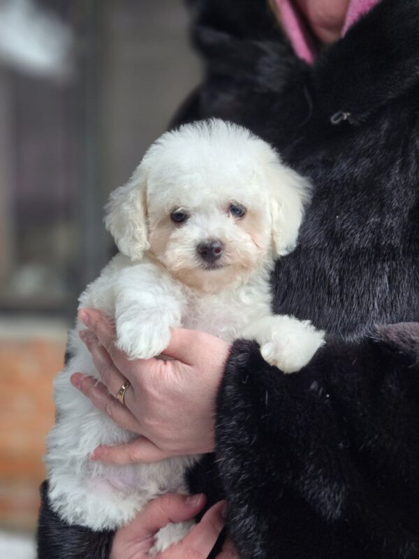 Loox Maltipoo Loox Maltipoo