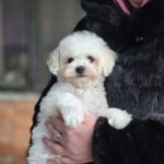 Loox-male-Maltipoo-puppy-for-sale-2