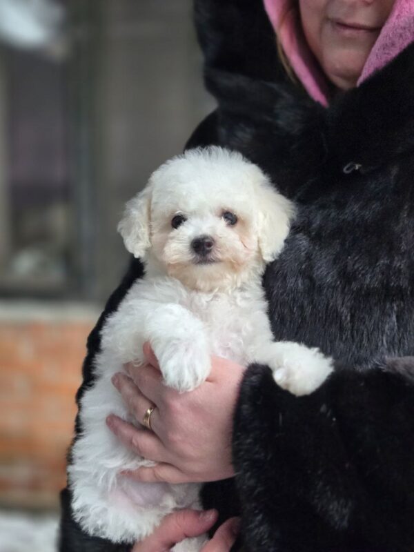 Loox Maltipoo Loox Maltipoo