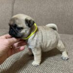 Lora-female-pug-puppy-for-sale-1 (2)