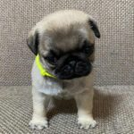 Lora-female-pug-puppy-for-sale-1 (3)