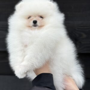 Lotos Pomeranian Lotos Pomeranian