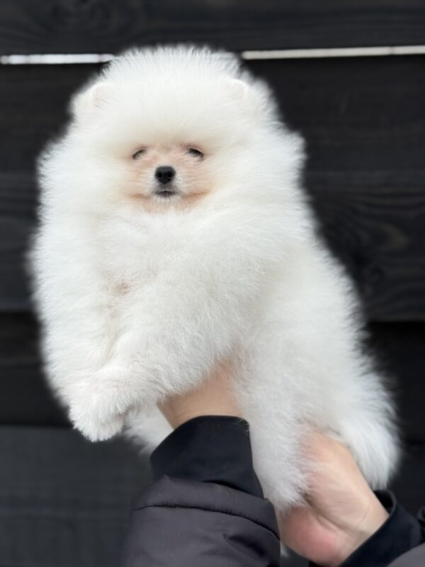 Lotos Pomeranian Lotos Pomeranian