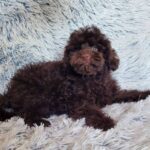 Lotus-male-poodle-puppy-for-sale-1