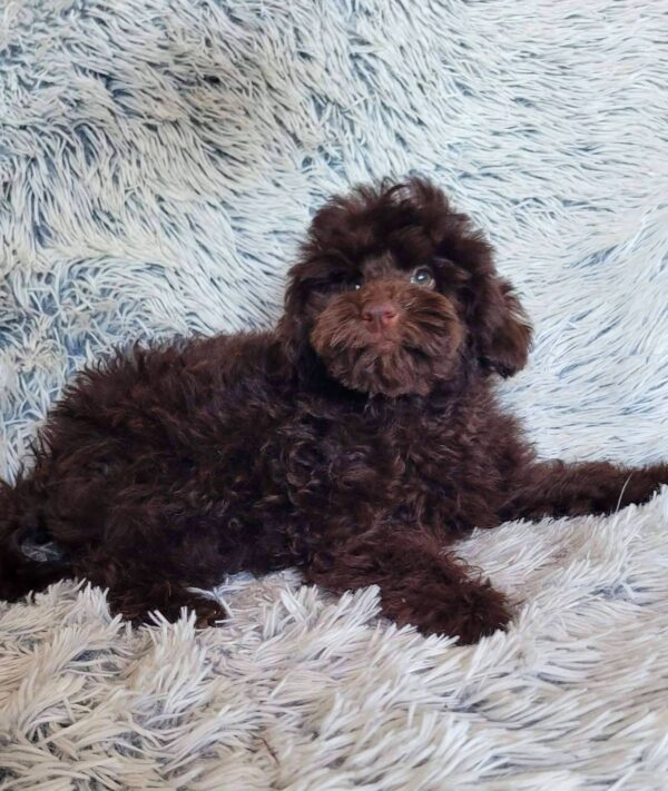 Lotus Toy Poodle Lotus Toy Poodle