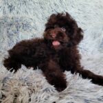 Lotus-male-poodle-puppy-for-sale-2