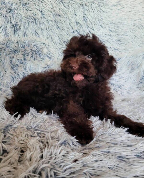 Lotus Toy Poodle Lotus Toy Poodle