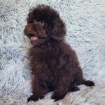 Lotus-male-poodle-puppy-for-sale-3