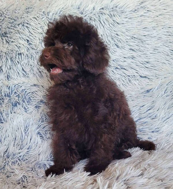 Lotus Toy Poodle Lotus Toy Poodle