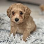 Louis-male-maltipoo-puppy-for-sale-1 (1)