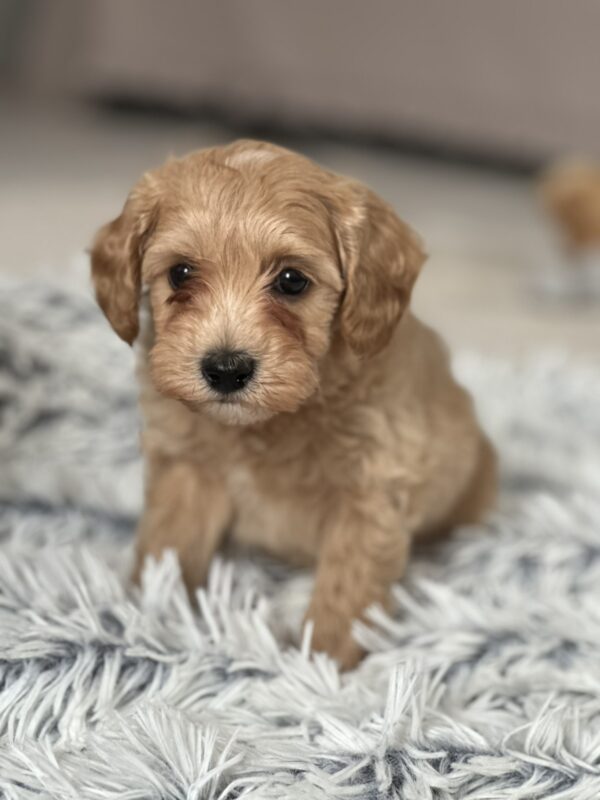 Louis Maltipoo Louis Maltipoo