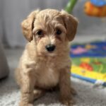 Louis-male-maltipoo-puppy-for-sale-1 (2)
