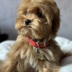 Luigi-male-maltipoo-puppy-for-sale-1 (1)