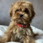 Luigi-male-maltipoo-puppy-for-sale-1 (2)