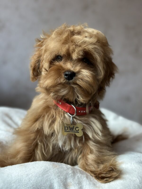 Luigi Maltipoo Luigi Maltipoo