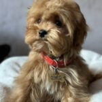 Luigi-male-maltipoo-puppy-for-sale-1 (3)