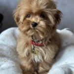 Luigi-male-maltipoo-puppy-for-sale-1 (4)