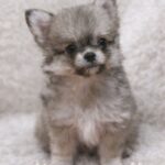 Lumber-male-Pomchi-puppy-for-sale-1