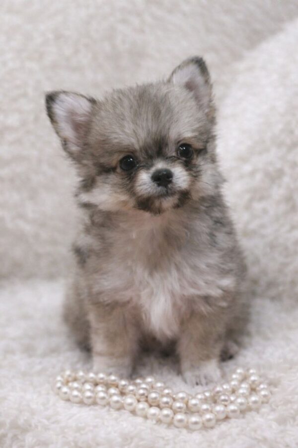 Lumber Pomchi Lumber Pomchi