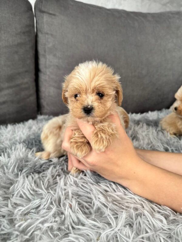 Mango Maltipoo Mango Maltipoo