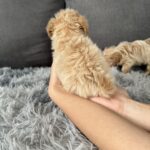 Mango-male-Maltipoo-puppy-for-sale-2