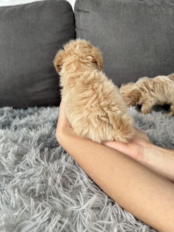 Mango Maltipoo Mango Maltipoo