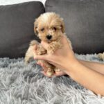 Mango-male-Maltipoo-puppy-for-sale-3