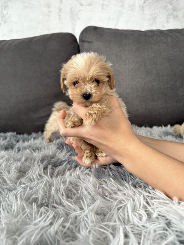 Mango Maltipoo Mango Maltipoo