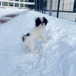 Melody-female-Chin-puppy-for-sale-1