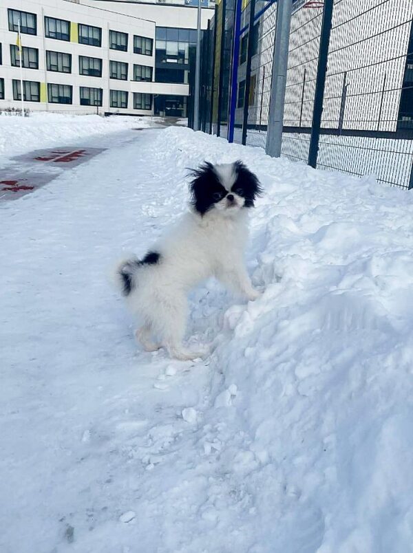 Melody Chin Melody Chin